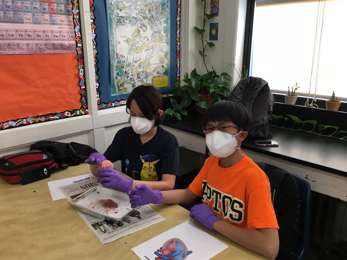 Heart dissection in Mr. Fulwiler's class! <a href="/aptossf/">Aptos Tiger</a>