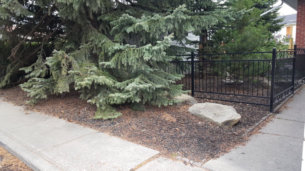 GreenFutureca's tweet photo. @GreenFutureca @Belgard #woodchip #flowerbed #sprinkle #system #bubblewater #yyc #eachtree https://t.co/eC3nBFfxK6