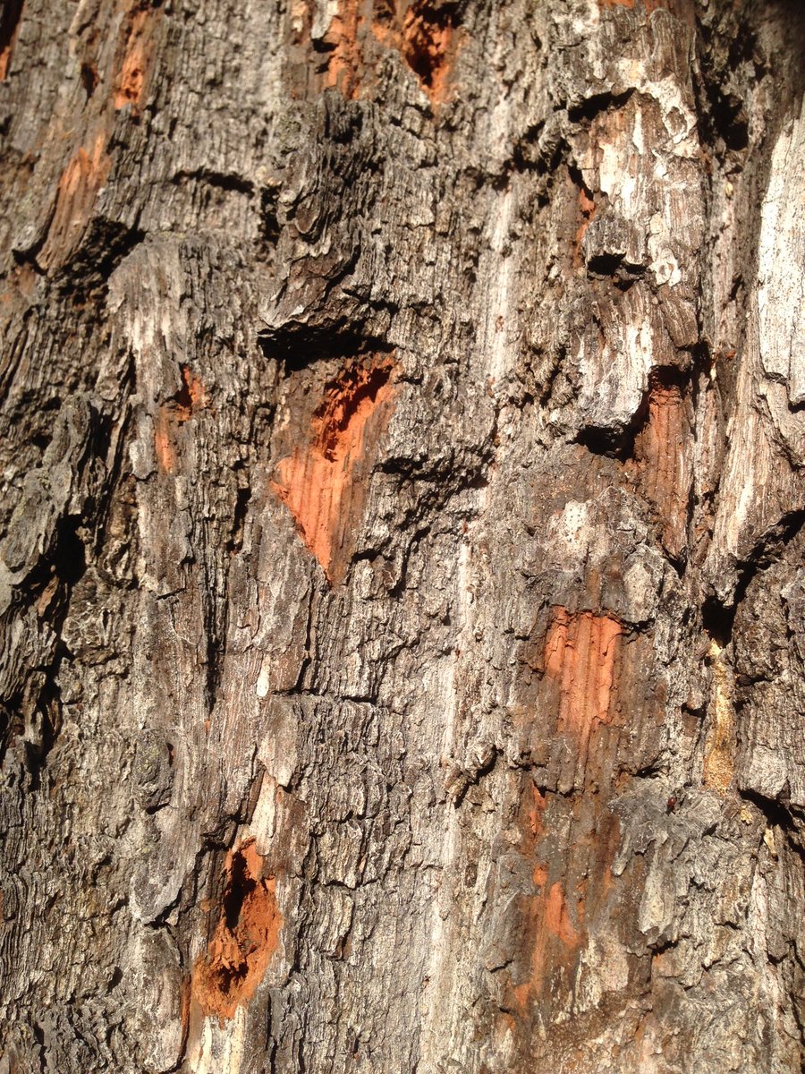 ProNaturaSE's tweet photo. Woodpeckers been busy trying to get the larvae of the v rare beetle Plagionotus detritus - ecology is amazing! https://t.co/IHDMmeD1Et