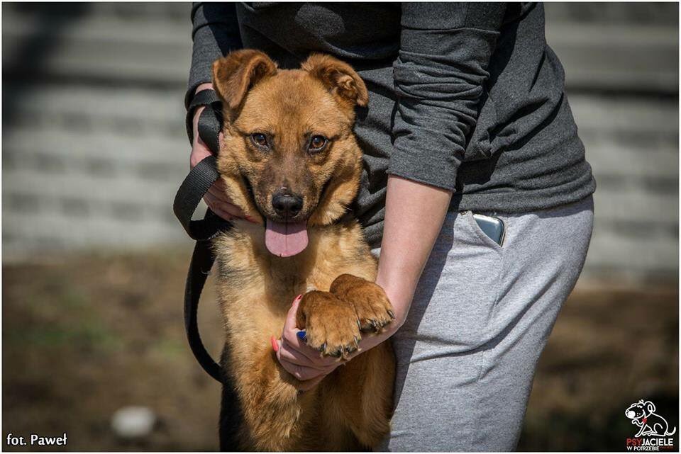 PSYjaciele's tweet photo. Duplo bez swojego domu, pomóż mu go znaleźć - https://t.co/Uson1DUYXP #adoptujpsa #piesbezdomu https://t.co/764y92Rxru
