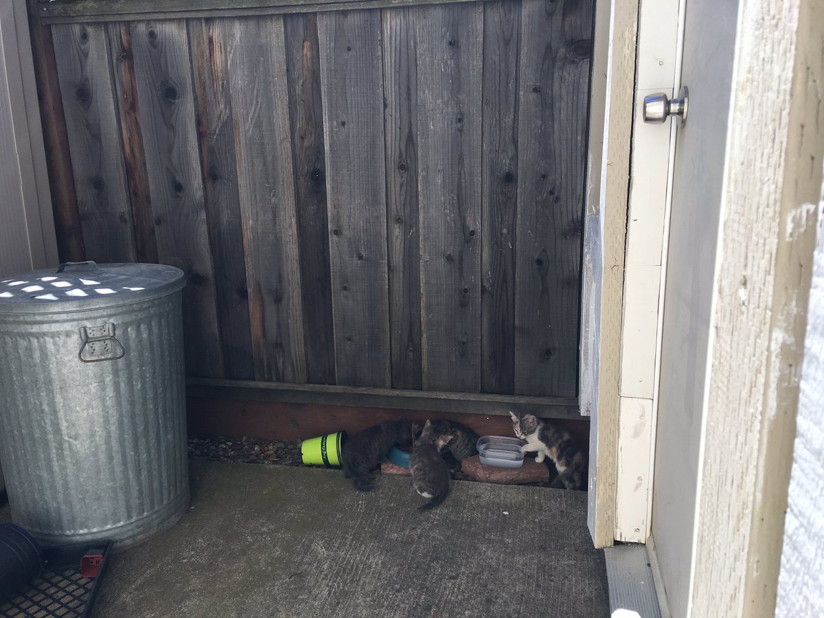 BriYadon36's tweet photo. How I celebrate the end of my 1st year of grad school: I stalk feral kittens https://t.co/ddFICFDoNn