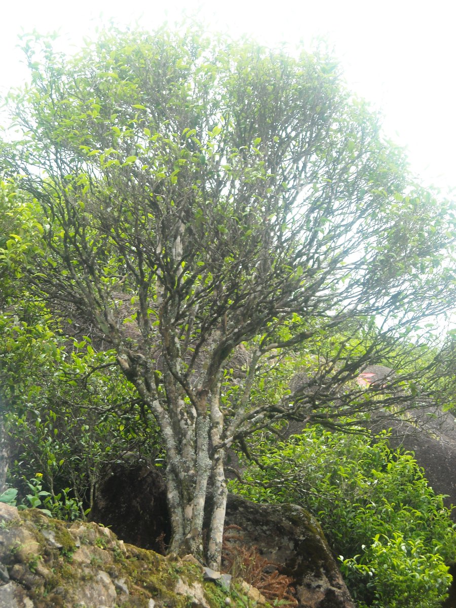 LeafBar_Tea's tweet image. Old wild #tea plants live for 100s of years and reach size of large trees. Here's a ~700 year old from #Guangdong