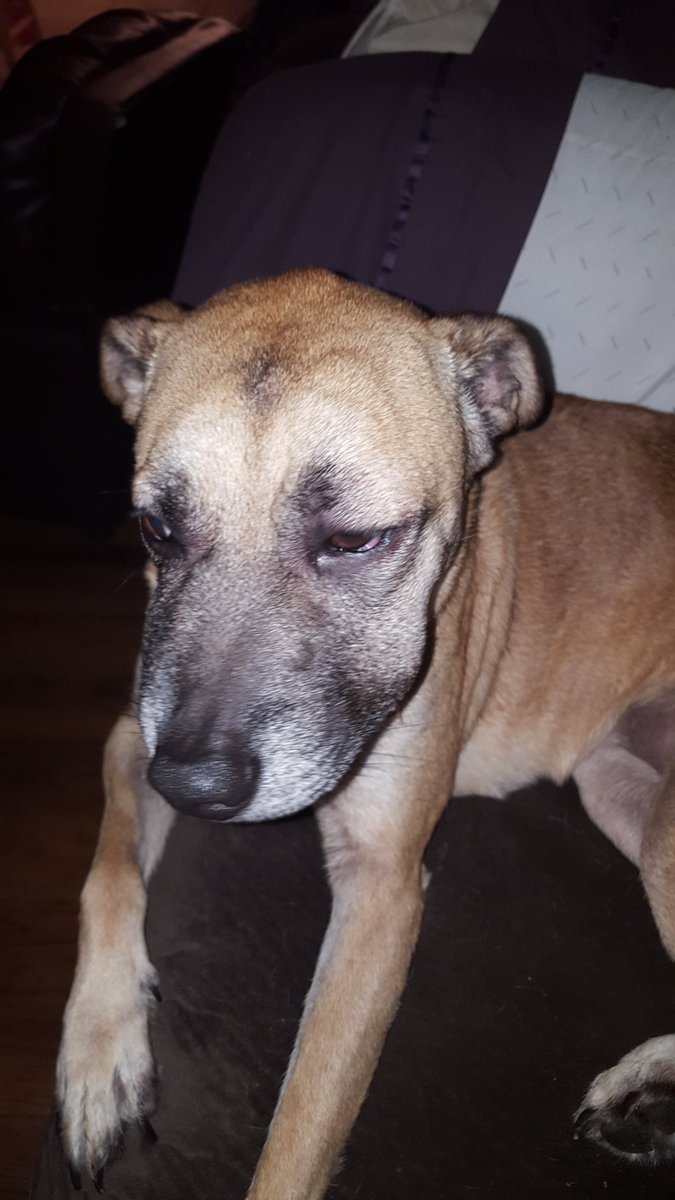 amiejean85's tweet photo. One day my dog will learn she can't eat wasps. #poorfurbaby #ouch #swollencheeks #dogstories https://t.co/jlp0zpDZKX