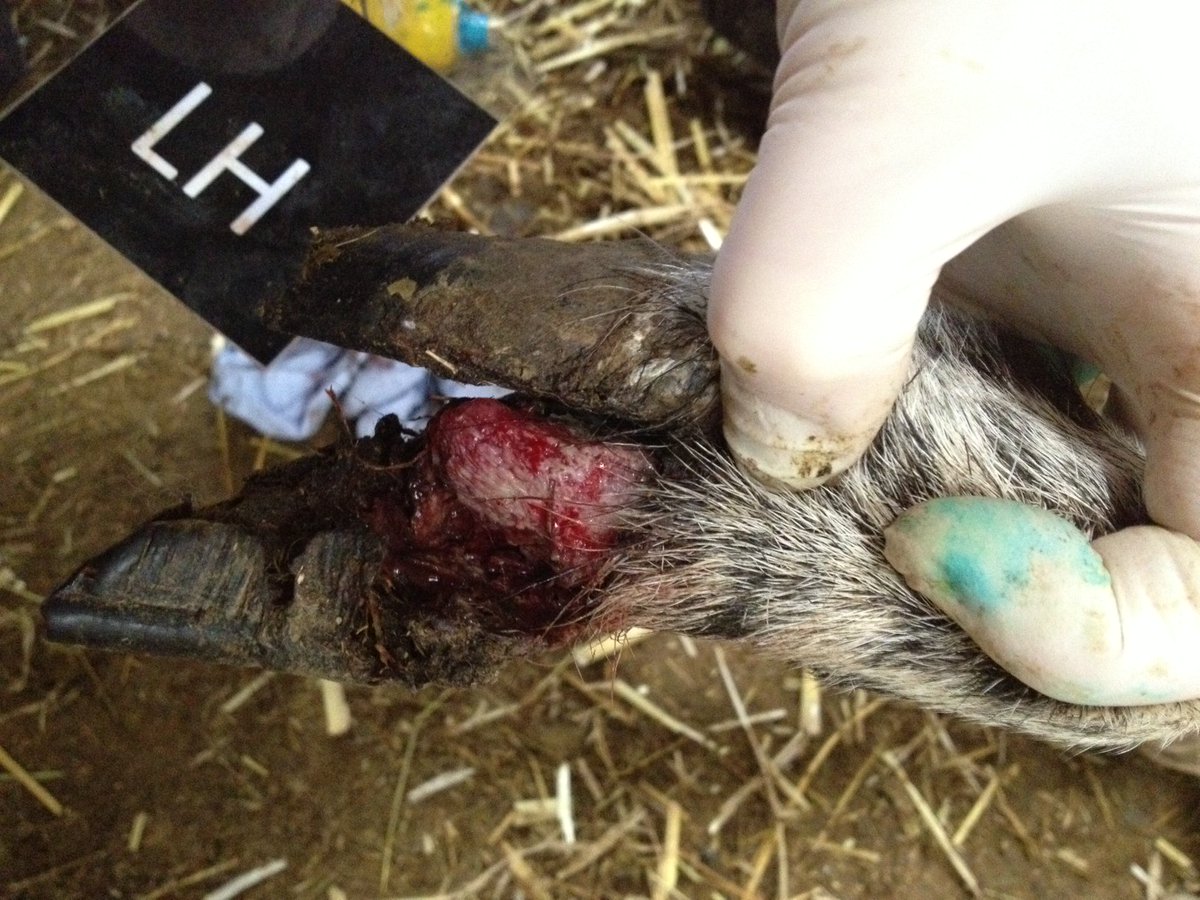 FlockHealth's tweet photo. Buying in sheep biggest risk for CODD #quarantineessential #flockprotection #teamsheep @Joe_Angell_CODD @SheepVetsoc https://t.co/7EgB15z30E