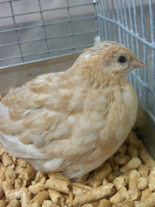 cpbirds's tweet photo. Button Quails are a great addition to any finch aviary!! https://t.co/1vOnVgffui