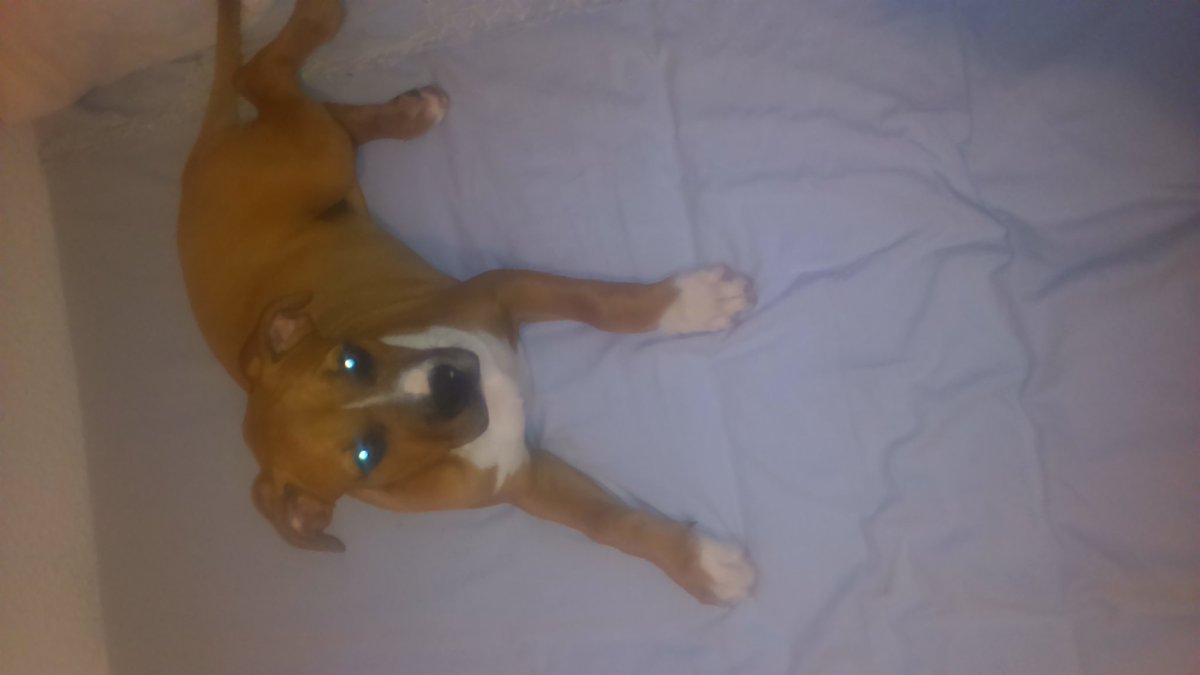 Albittafm's tweet photo. Regalo boxer mezclado con pitbull. Tiene casi 4 meses aqui dejo fotos. https://t.co/mCTkyNkvqC