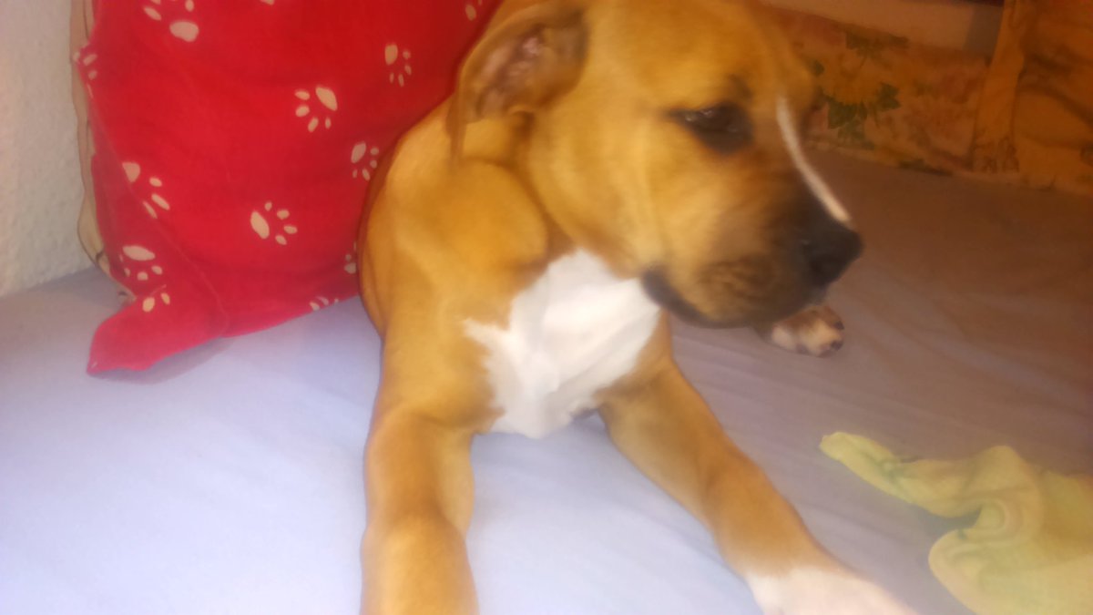 Albittafm's tweet photo. Regalo boxer mezclado con pitbull. Tiene casi 4 meses aqui dejo fotos. https://t.co/mCTkyNkvqC