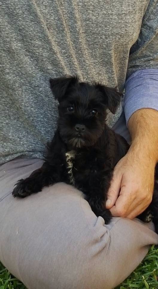 WayneandTom's tweet photo. Hi my name is Ms Trixie and I would love to thank everyone for your lovely comments. #goggleboxau #LifestyleTV https://t.co/SWv3SfIm0C
