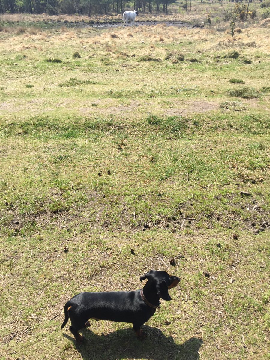danellis214's tweet photo. Happy 2nd Birthday to this belter of a Sausage Dog Roland Ellis 👑 https://t.co/UbopvO01st