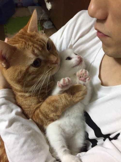 The Cult Cat tweet media