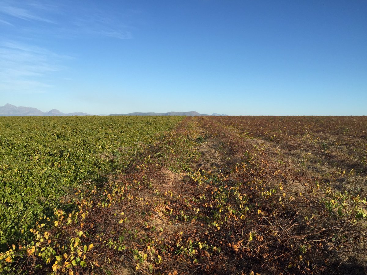 visualviti's tweet photo. Big difference in #rootstock leaf fall rate between US8-7 and R110. Great example of rootstocks and ripening times https://t.co/CPRDARpVUW