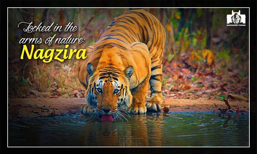 maha_tourism's tweet image. Visit the #Nagzira Sanctuary to witness the picturesque landscapes and luxuriant vegetation. #Wildlife #MTDC #Travel