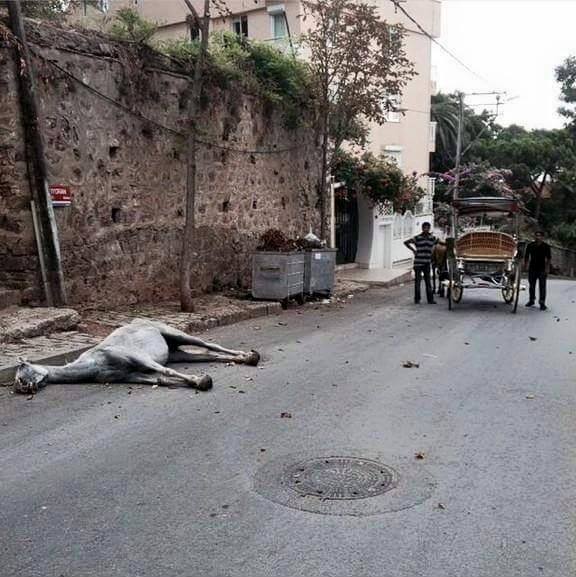 yaa ATLAR sana binseydi! 
#faytonabinmeatlarölüyor