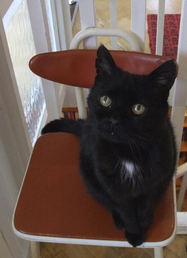 WHY MY CAT IS SAD tweet media