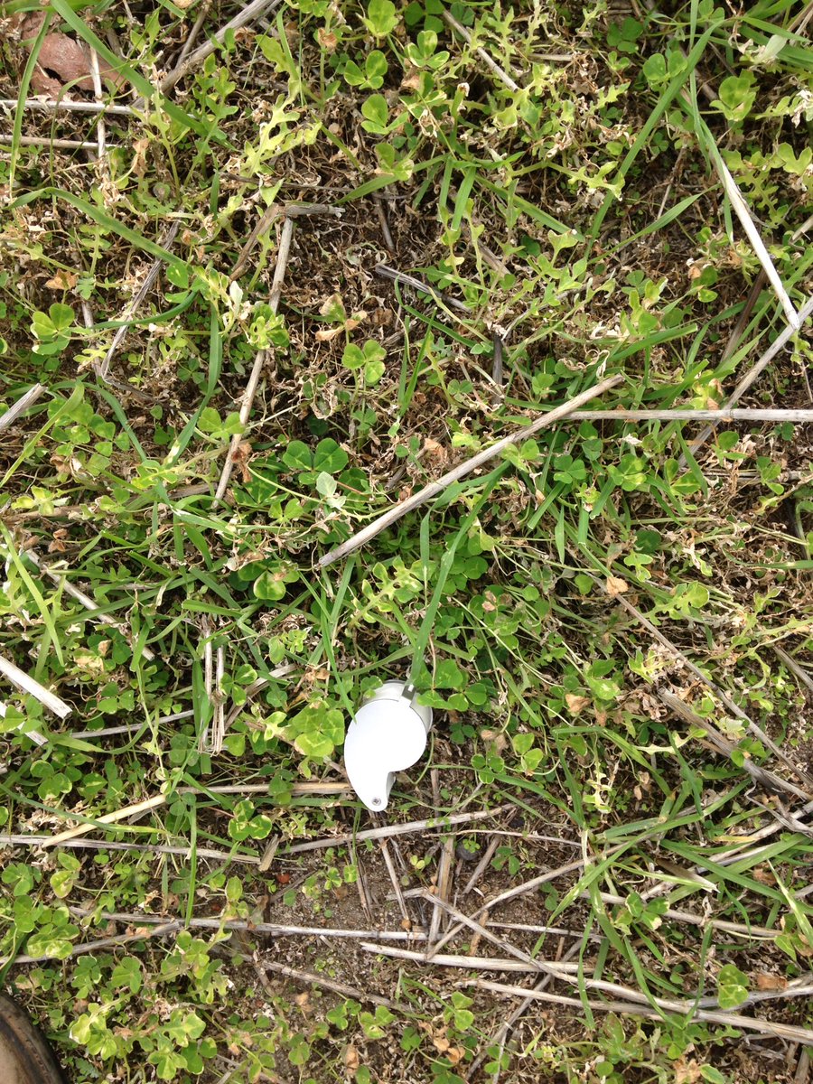 @LMKWAagronomy 
Jag at 800 ml on capies in pasture 10 days after spraying