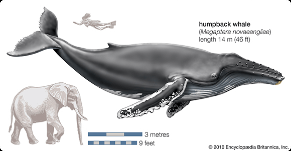 SAwhalewatching's tweet image. You can only really appreciate the true size of the Humpback Whale when you see them in person. #humback #SRC