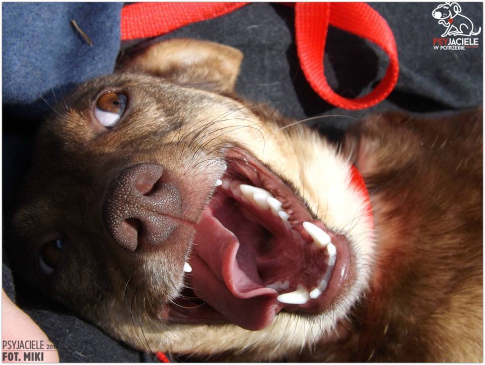 PSYjaciele's tweet photo. Brie lgnąca do człowieka niewielka około 2 letnia szuka domku-> https://t.co/7MnUNrceJX #adoptujpsa #niekupujadoptuj https://t.co/bA25M14i7R