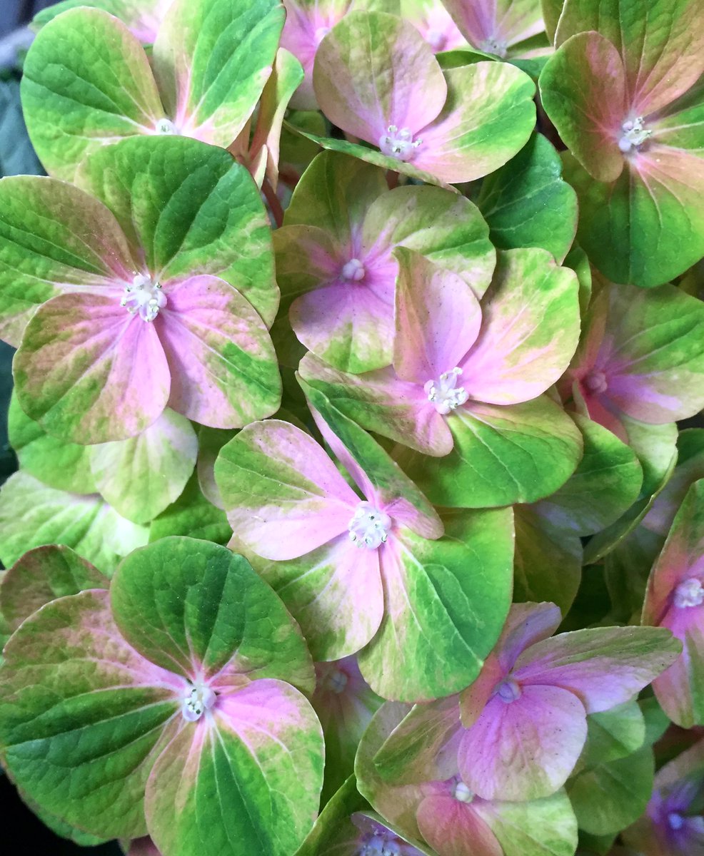 うさ花 変わった色の紫陽花 見つけました 紫陽花の名前は マジカルコーラル 初めて見ましたが とても綺麗です これからどんな色に 変わっていくのかな 楽しみ ღ ღ アジサイ 紫陽花 マジカルコーラル