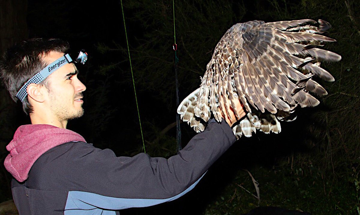 What a night! Got back one of our GPS loggers from an urban powerful owl. 40 nights data &amp; 1678 amazing data points!