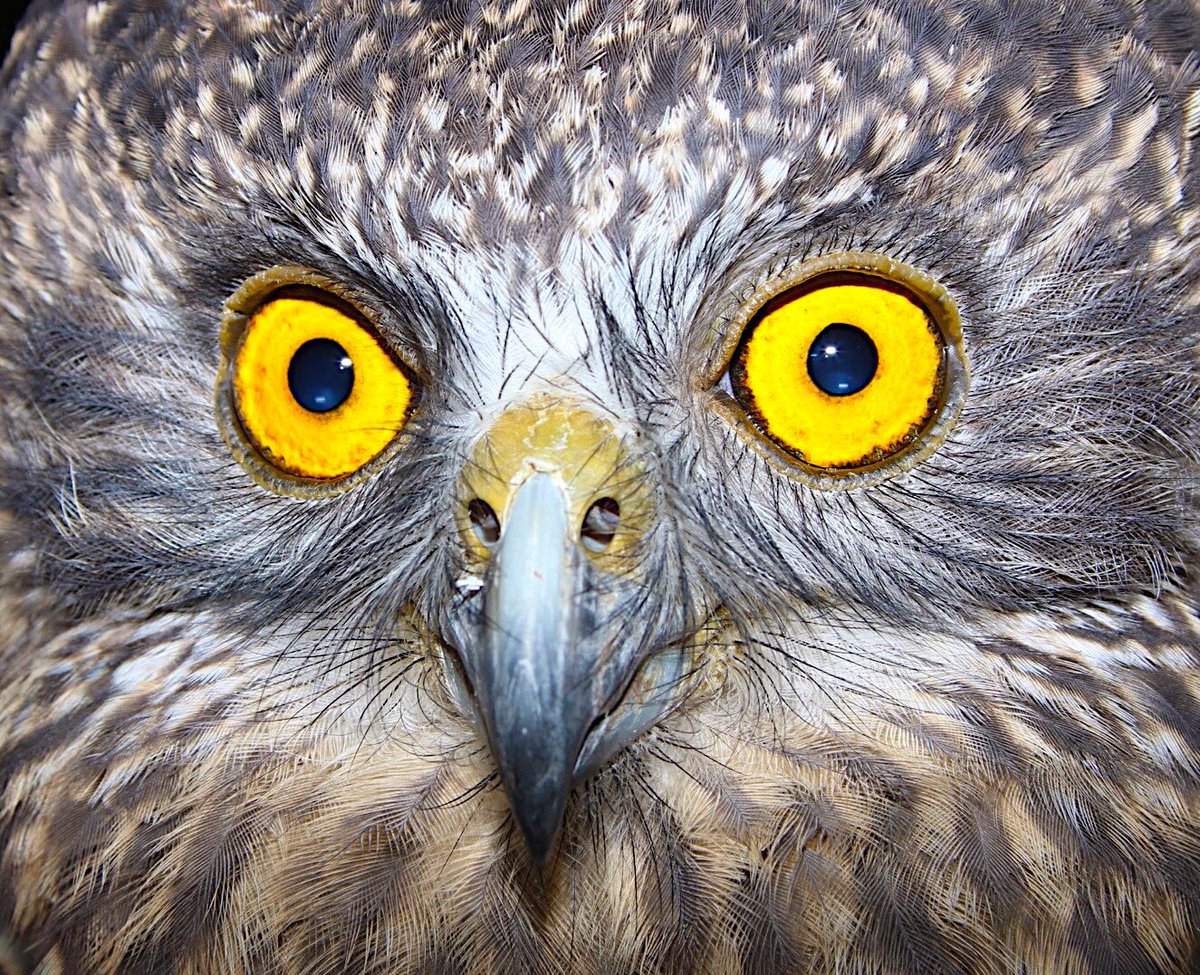 John White Wildlife tweet media