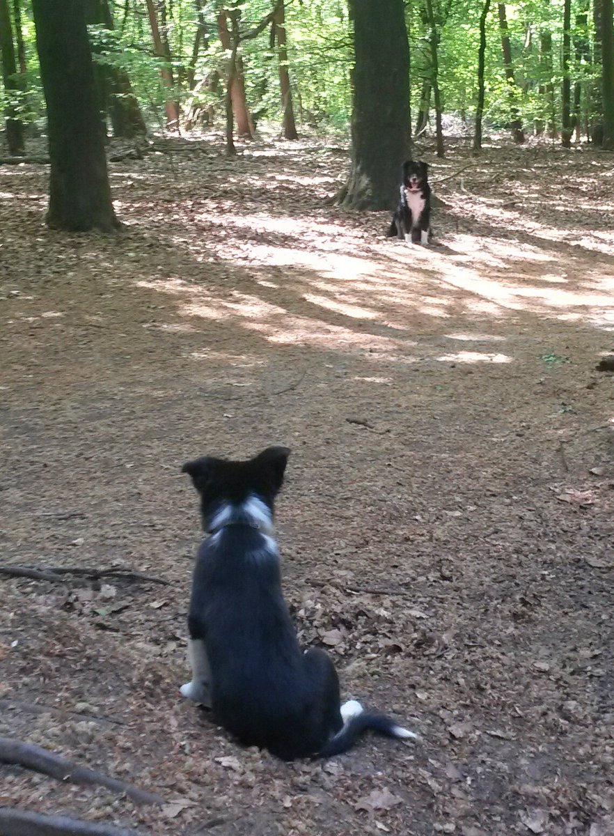 Aussie STAN (@heidert72) on Twitter photo 