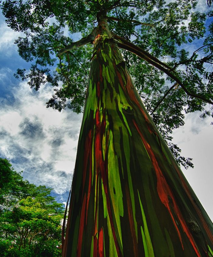 naturaambiental's tweet photo. Conoce al hermoso árbol llamado eucalipto arcoiris https://t.co/x9AG43Hggx #naturaleza https://t.co/YyYnRqEEym