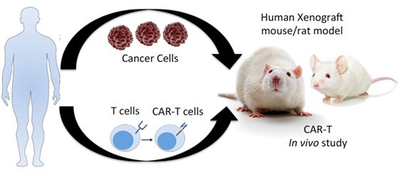 HumanAnimalCell's tweet image. We provide customized #preclinical #test services for #CAR-#T #cells.
creative-animodel.com/Featured-Servi…