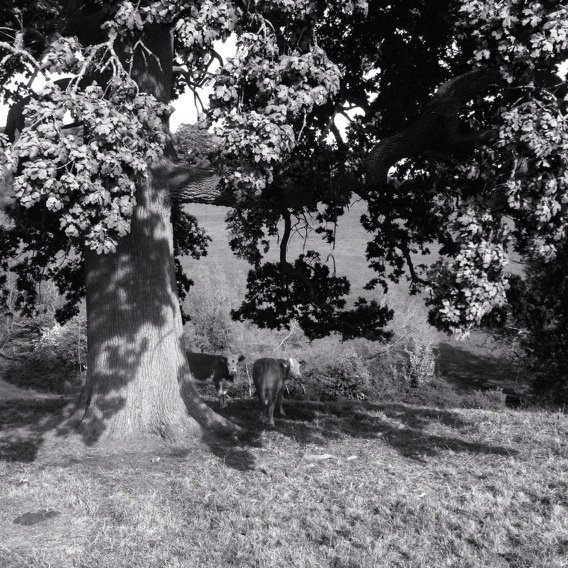 @MontyWaldin new CSA biodynamic farm oak brook - young cattle under spreading oak @BDassociationUK