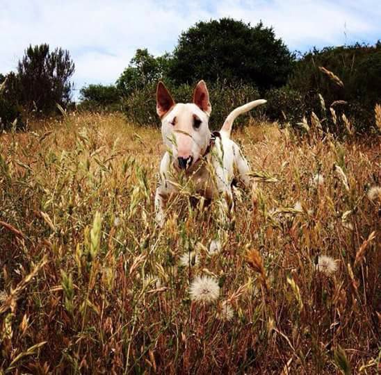 BullterrierVreg's tweet photo. Russo #bullterrier ganador de la foto portada #cerditootoñal.. disfrutamos cada momento ☺
@SuperMascotas https://t.co/eIHXmjreh1