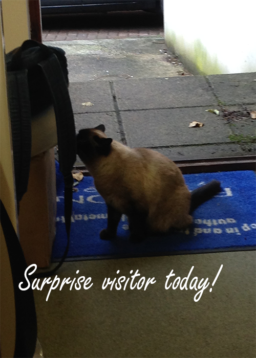 Specs_For_Less's tweet image. We had a surprise visitor at the workplace today! #Cat #meow