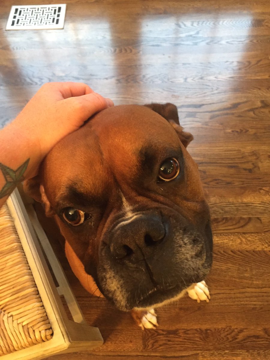 Meet spike! Besides my dog, spike is my favorite!