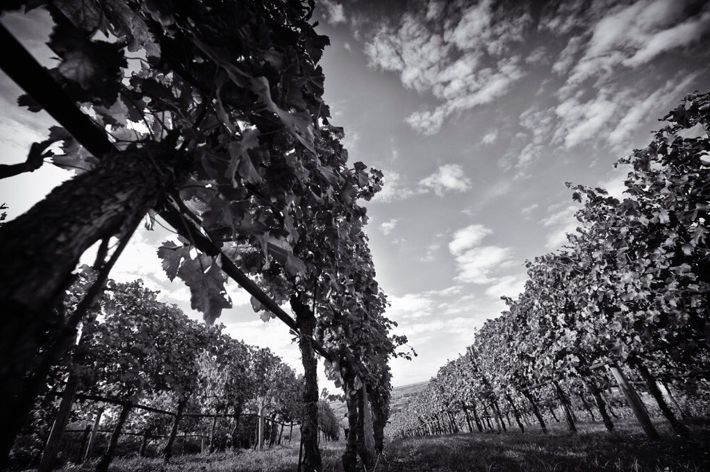 SoaveWine's tweet photo. Soave monitors air, soil and water quality according to the #biodiversityfriend protocol. https://t.co/R67yg3rXId https://t.co/NRrEJPz7k2