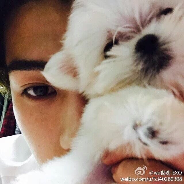 sehunspics's tweet photo. Puppy lover https://t.co/pa8XUykvYQ