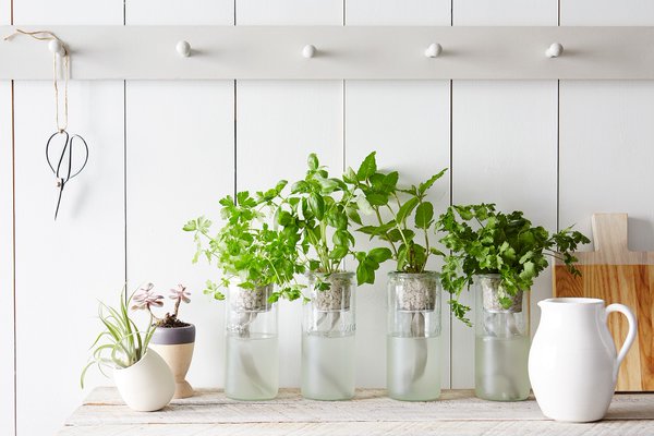 Food52's tweet photo. Everything you'll need for a happy, thriving, leafy indoor garden. In one place. https://t.co/EUCS30len4 https://t.co/tmujQQpRzp