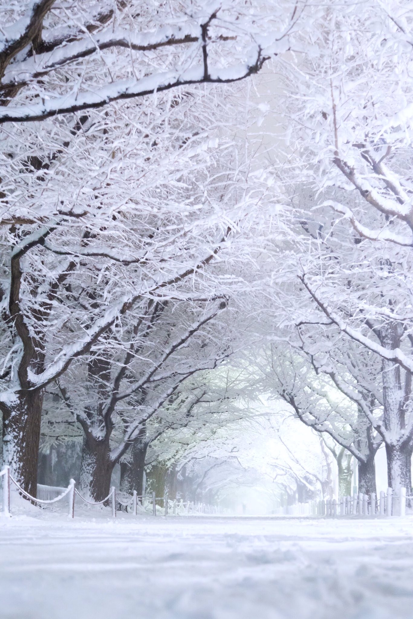 龍 Lilea Ryo Fujiwara 雪トンネル 縦写真 雪 冬 並木 ファインダー越しの私の世界 写真好きな人と繋がりたい Photography Japan Winter Snow Trees T Co Ckqjaq57n6 Twitter