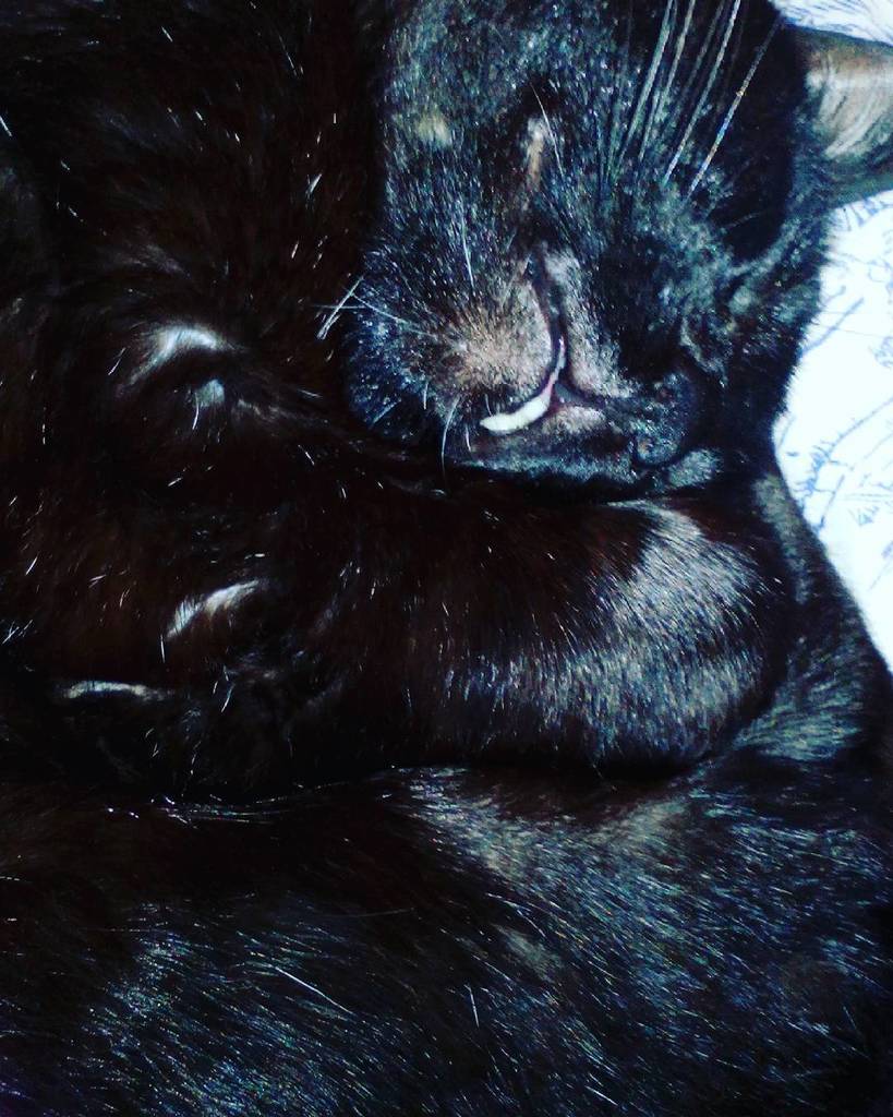 Chatchatcatcat's tweet photo. 🐱 #blackcat #sleep #cattooth #sweet #honney #lovelycat #catlovers #instacat by marina_s.p_ https://t.co/nYeVoRTKek