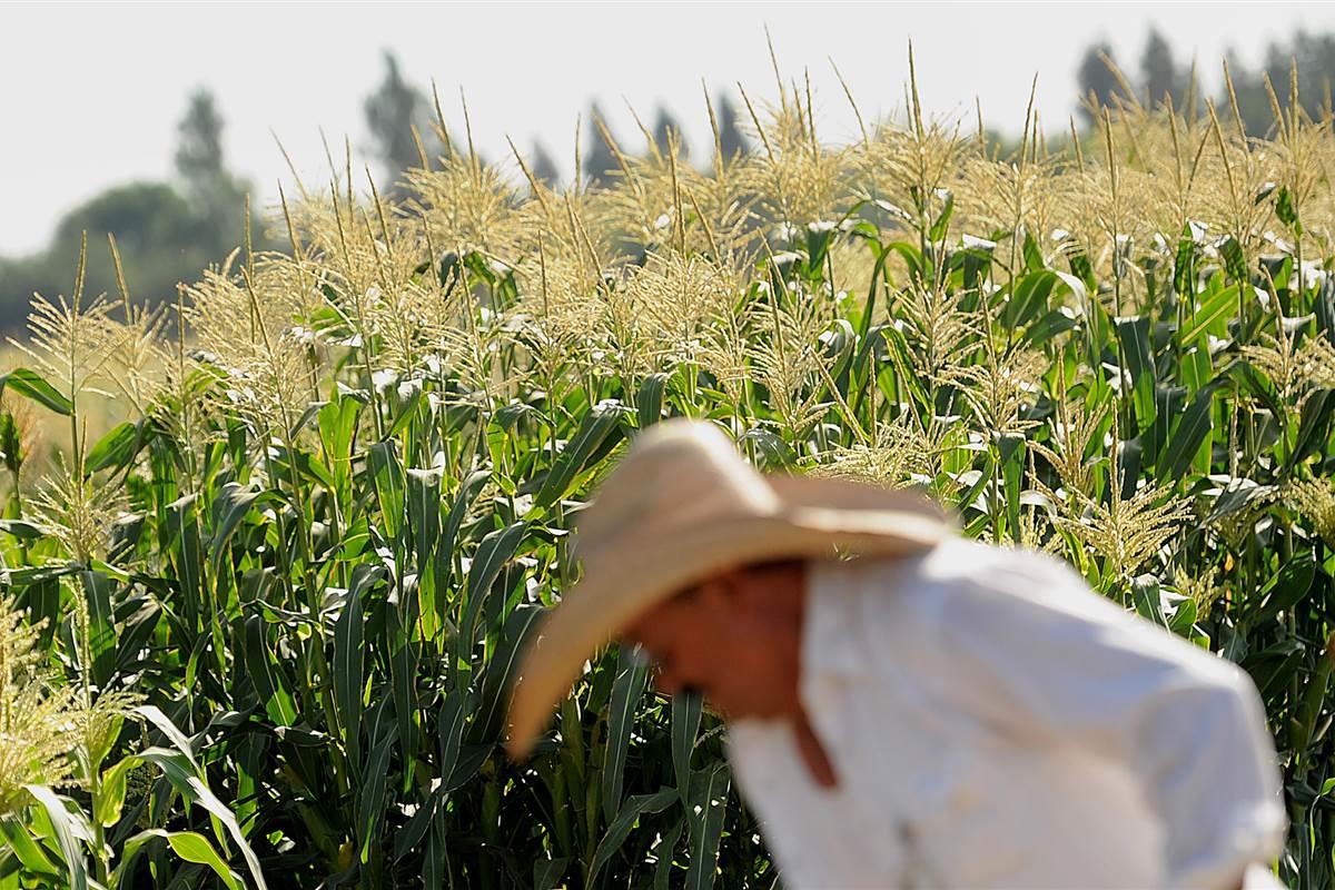 HealthTBN's tweet image. Genetically Modified Crops Are ... #Crop #GeneticallyModifiedCrops #Soybean #news wp.me/p7uq53-1Hm