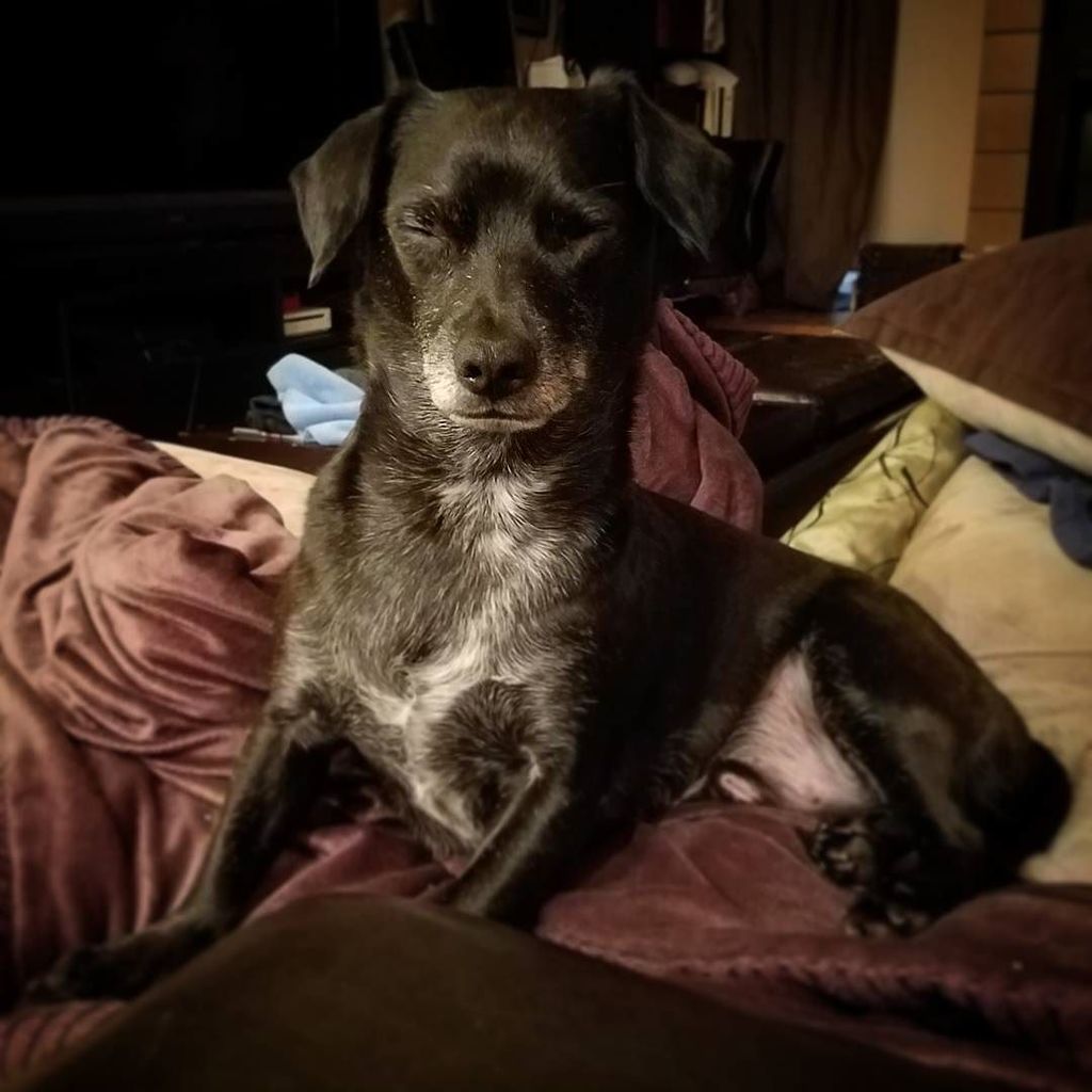 PirateDogHenry's tweet photo. Falling asleep sitting up. π΄ #sleepydog #muststayawake #cutedog #sleepingdog #sleepfaces #β¦ https://t.co/DiwxQGnJZt https://t.co/iHYcLbKSVr