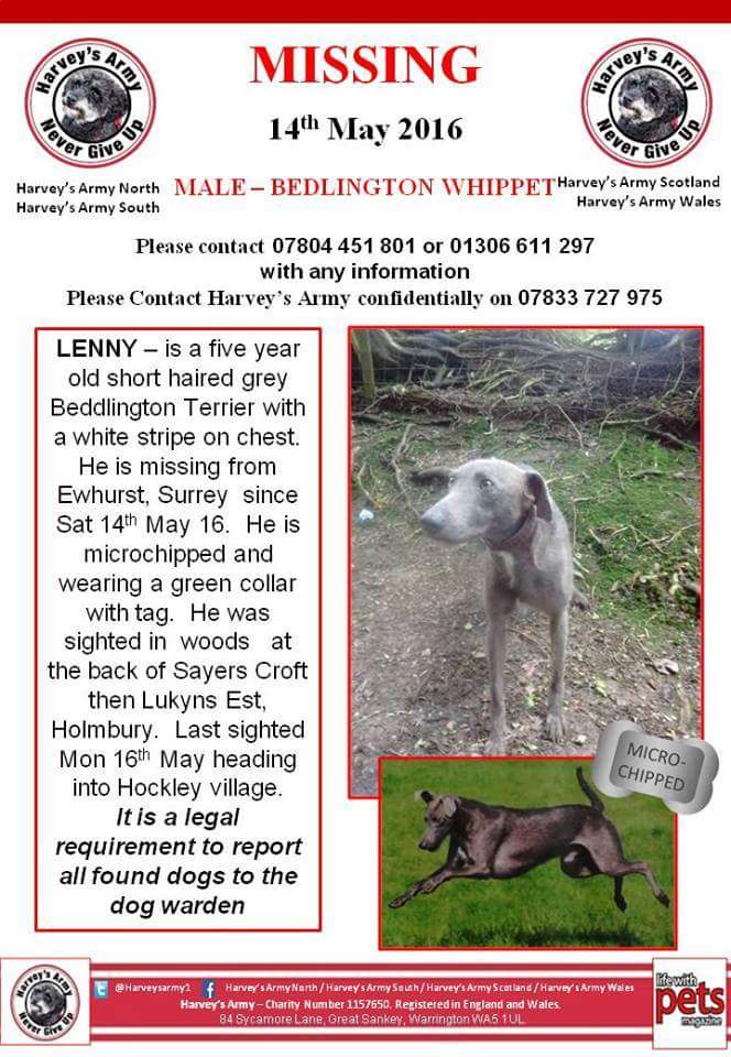 Harveysarmy1's tweet photo. Pls RT #Lenny missing #Surrey #Beddlington #Terrier TY. @DogsTrust @Dogs_Today @phil500 #woofwoofwednesday https://t.co/8VUtLdj1CS
