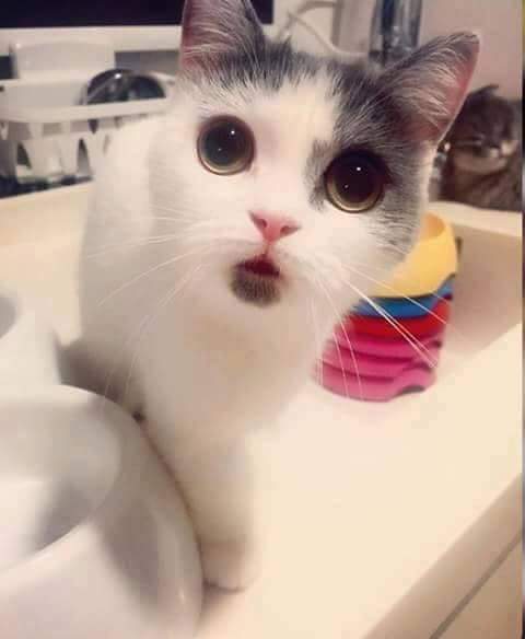 _nrfarra's tweet photo. Kenapa comel sangat sayang 😍 https://t.co/wjcFiWRxar