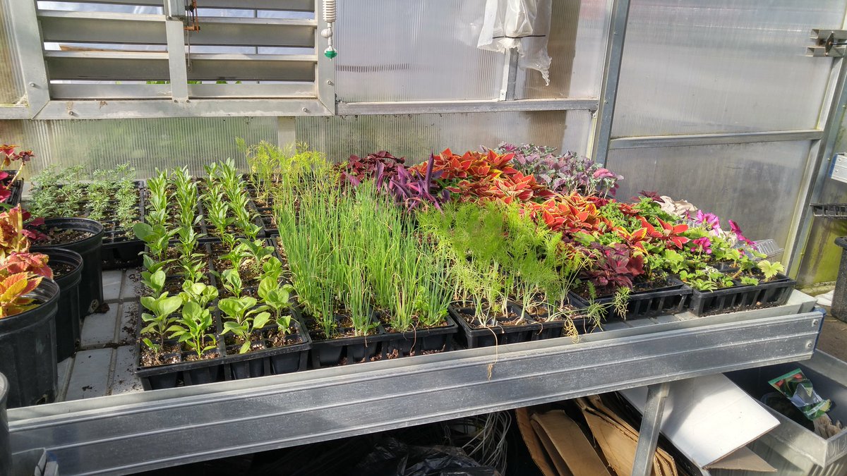 Saltfleet Horticultu tweet media