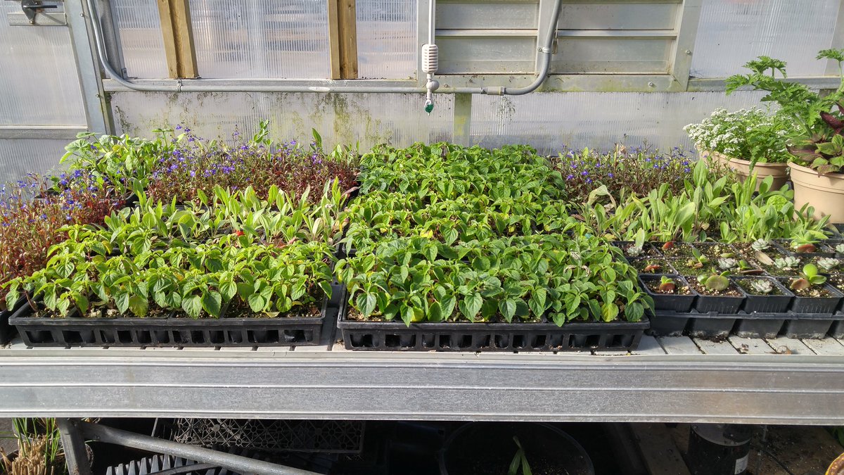 Saltfleet Horticultu tweet media