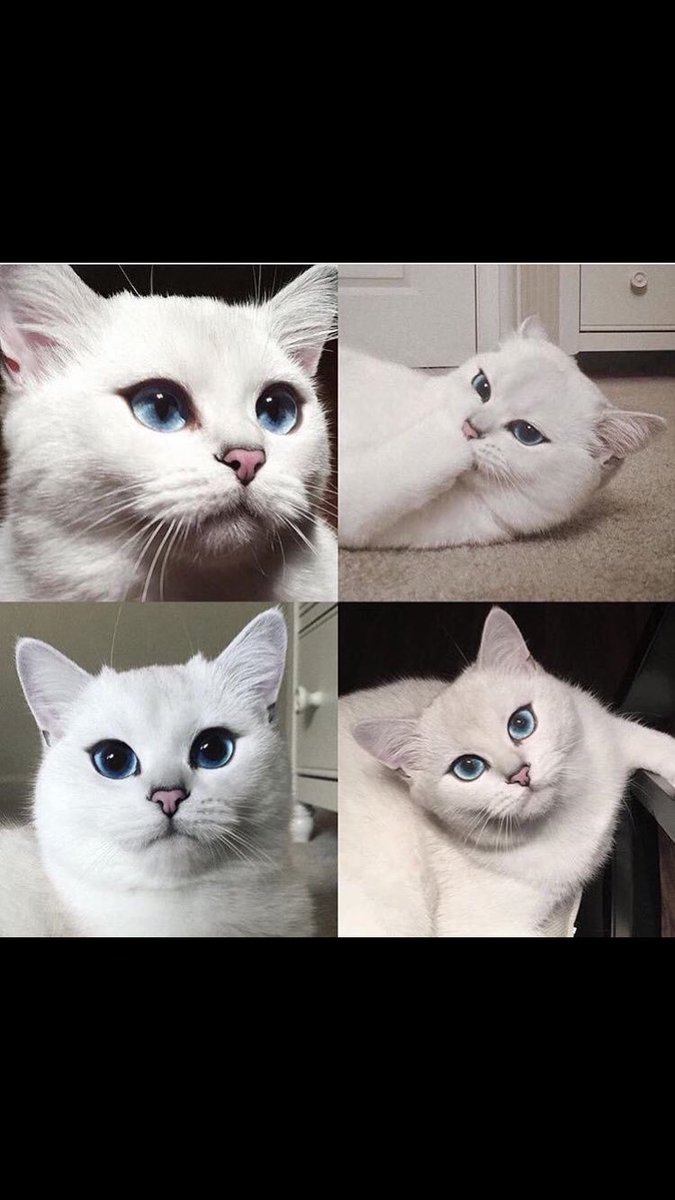 taif_cat_'s tweet photo. سبحان خالق الجمال 💕 https://t.co/09SqU4yMMy