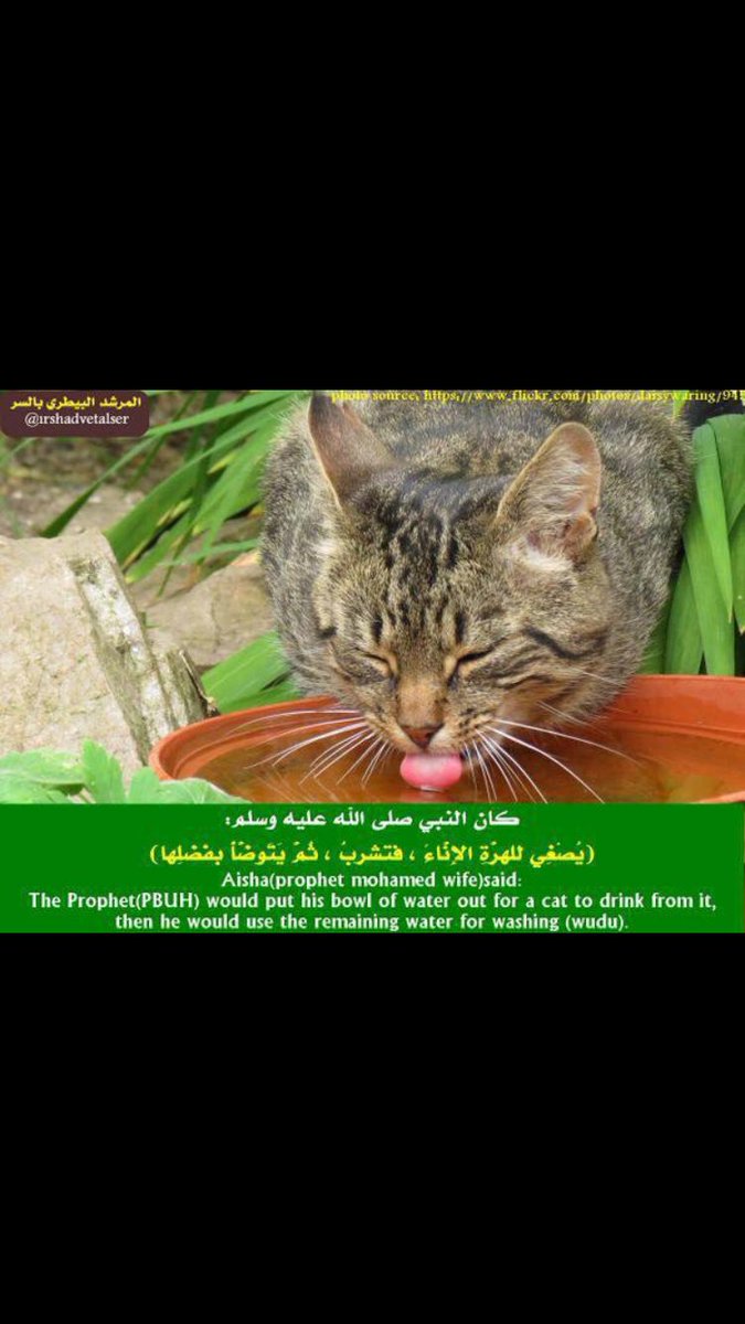 taif_cat_'s tweet photo. الاسلام دين رحمة 💕 https://t.co/VJCBeZ1flE