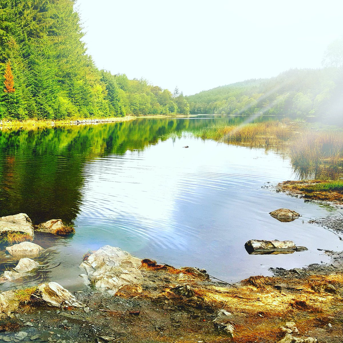 CassMcIlveen's tweet image. #NorthWales beauty #LlynParc #Lake