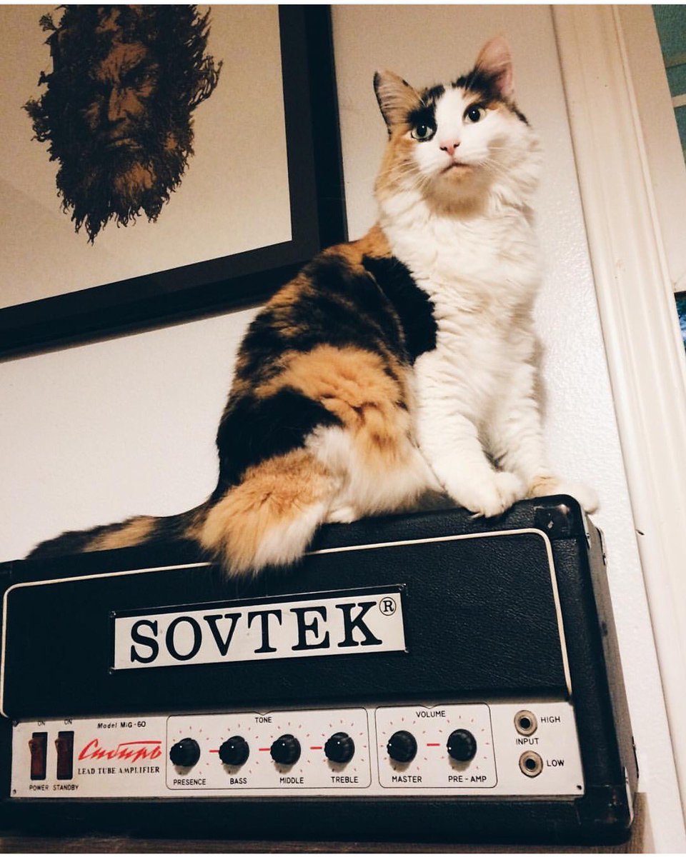 catsonamps's tweet image. Thank you @andy_mccutcheon @sovtekamps | Happy Wednesday! #CatsOnAmps #Sovtek