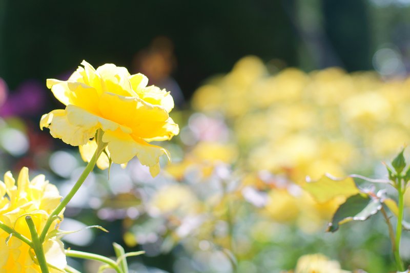 エバーゴールド