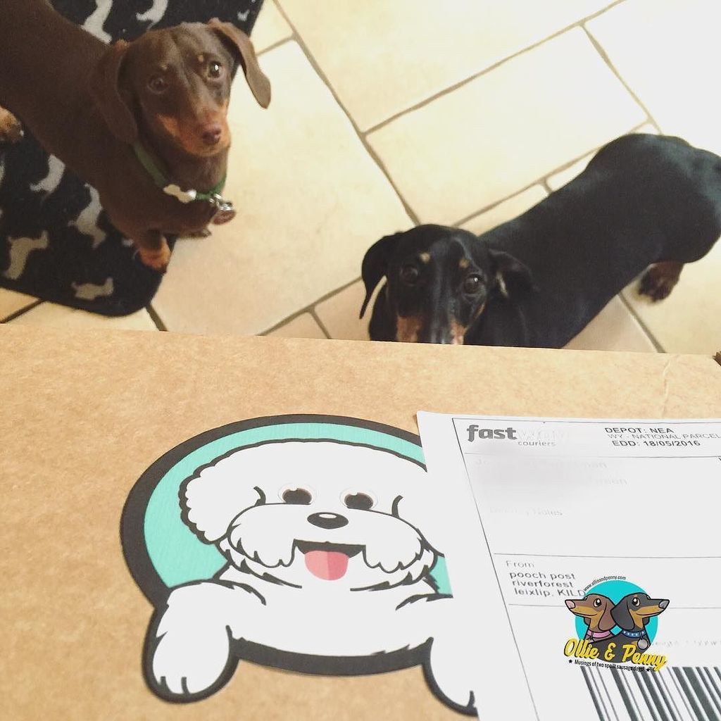 ollieandpenny's tweet photo. Guess what just arrived!! ππΆπΎ ...hooman says we'll LIVE on FB shortly to unbox!! π¬ππ»π #unboxing #poochpost #dogs #oβ¦ https://t.co/1LP3rijrNi