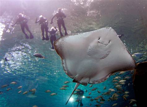 TurtleTears11's tweet photo. Aquarium was so fun. Britney swam with the sharks. #Mermaids 
@histoarts8 
@Mrshogan https://t.co/ht1nlhCaLl