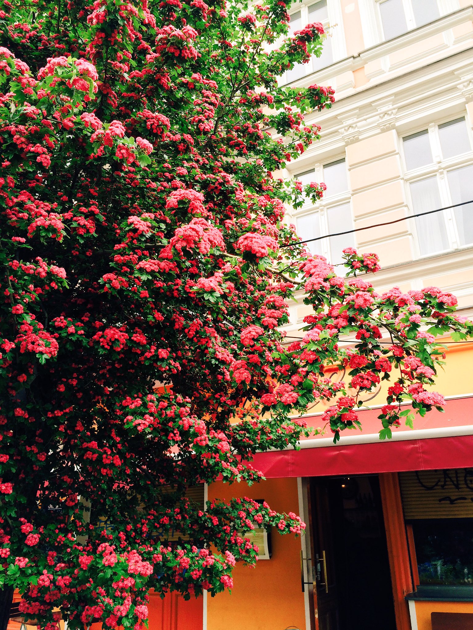 小栗左多里 この赤い花の街路樹もよく見かける あと薄いピンクの蔦っぽい花と 渋いピンクの花 もう終わりかけ もあちこちに T Co Pwvecm9wn4 Twitter